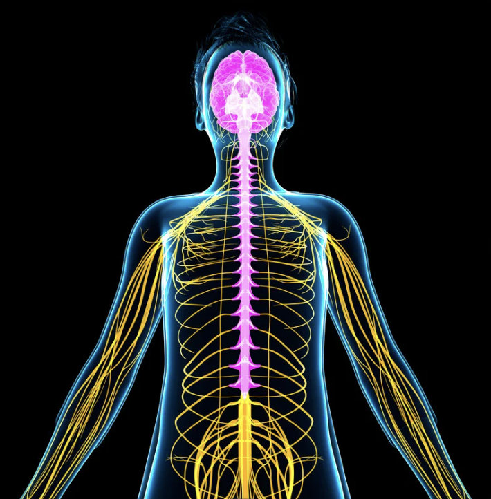 Nervous System 101 - The Spiritual and Biological Connection Self Paced Course with Guide