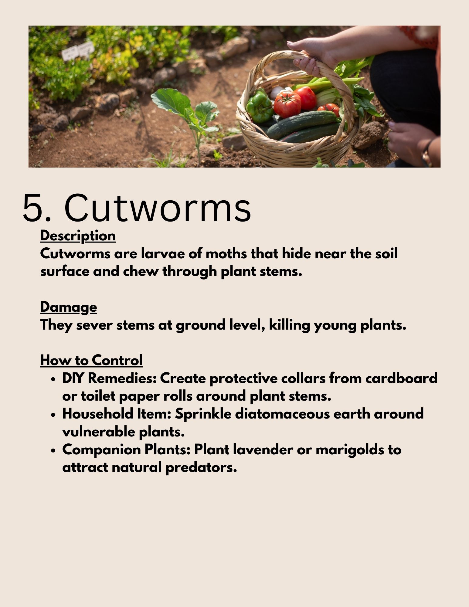 10 Common Pests in Vegetable Garden