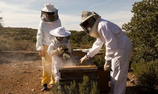 Experiencia: Las reinas polinizadoras, apicultura