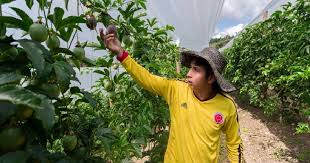 Experiencia de Cosecha: El Cultivo de Gulupa (La nueva fruta de la pasión)