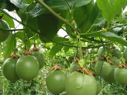 Experiencia de Cosecha: El Cultivo de Gulupa (La nueva fruta de la pasión)