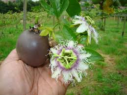 Experiencia de Cosecha: El Cultivo de Gulupa (La nueva fruta de la pasión)