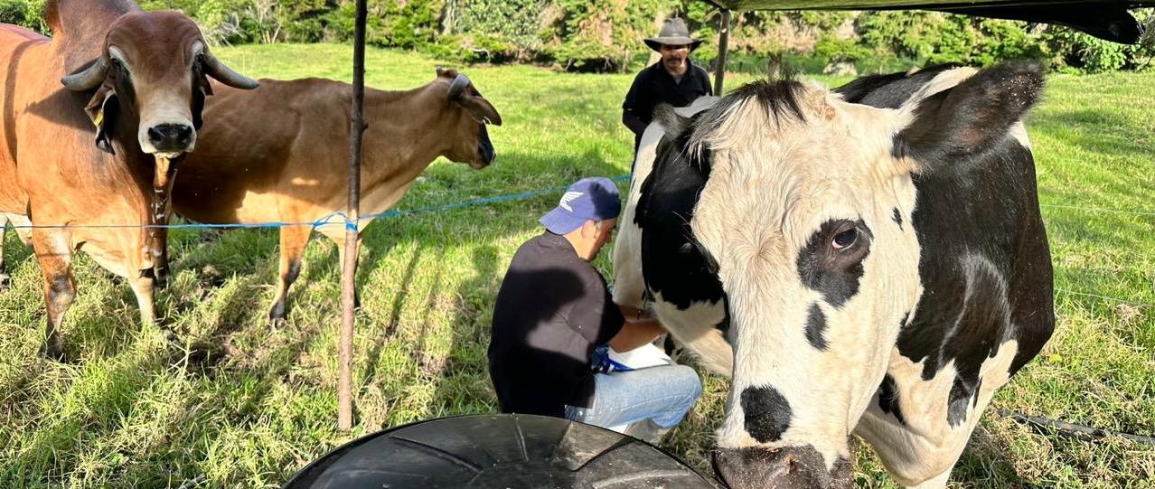 Experiencia de ordeño y fabricación de yogurt casero.