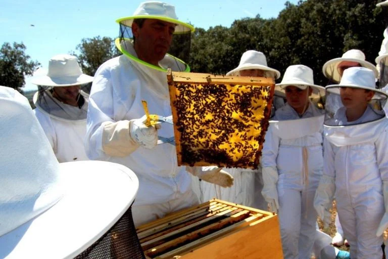 Experiencia: Las reinas polinizadoras, apicultura