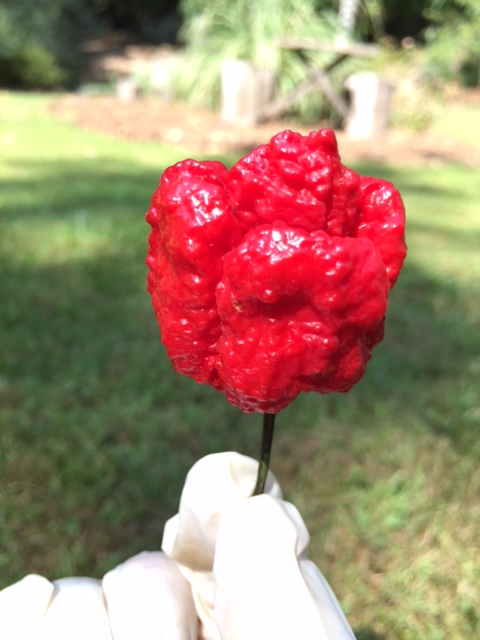 Carolina Kicker Flamin' Cheddar Gourmet Popcorn