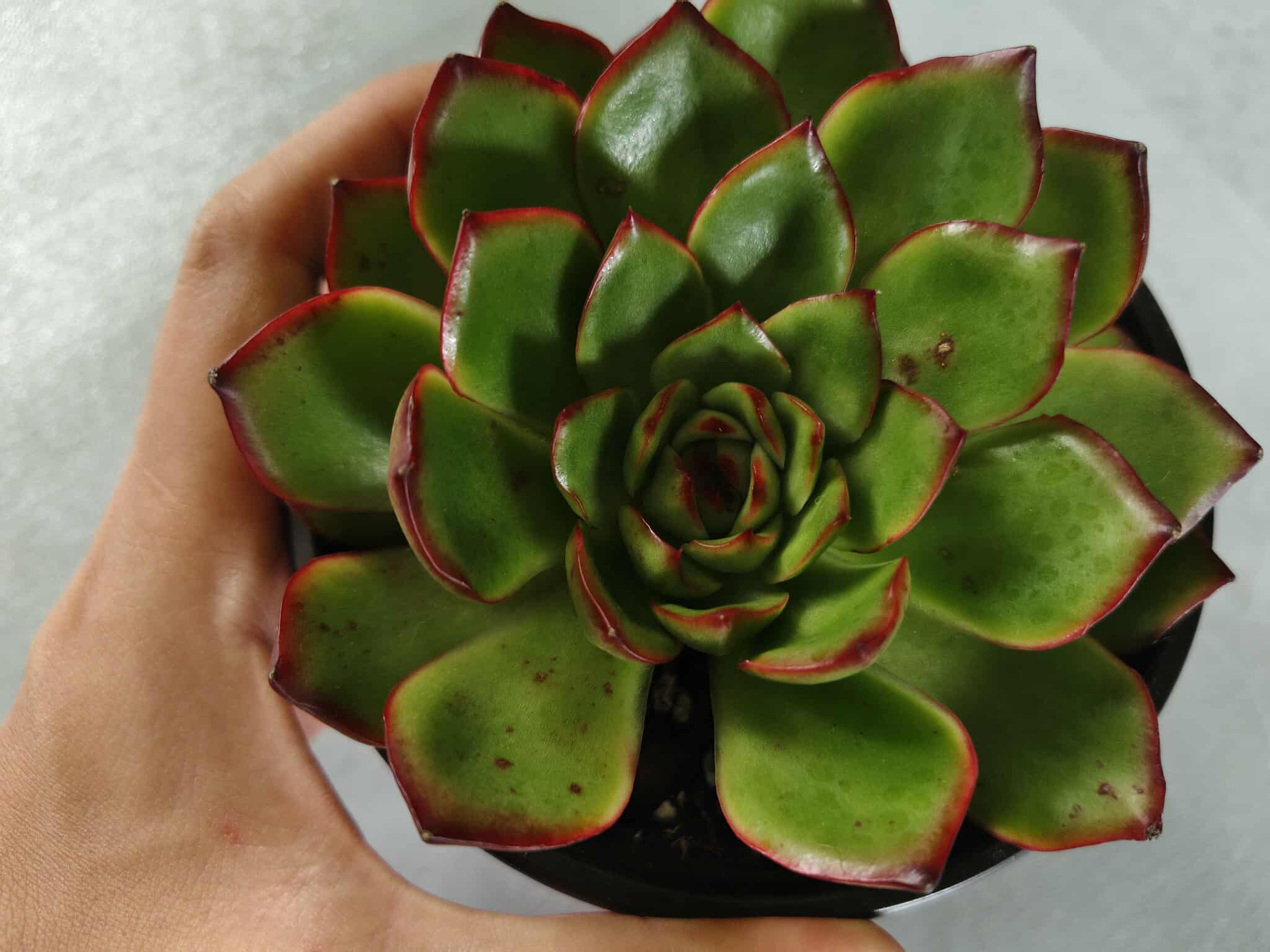 Light Blue Baseball Cap