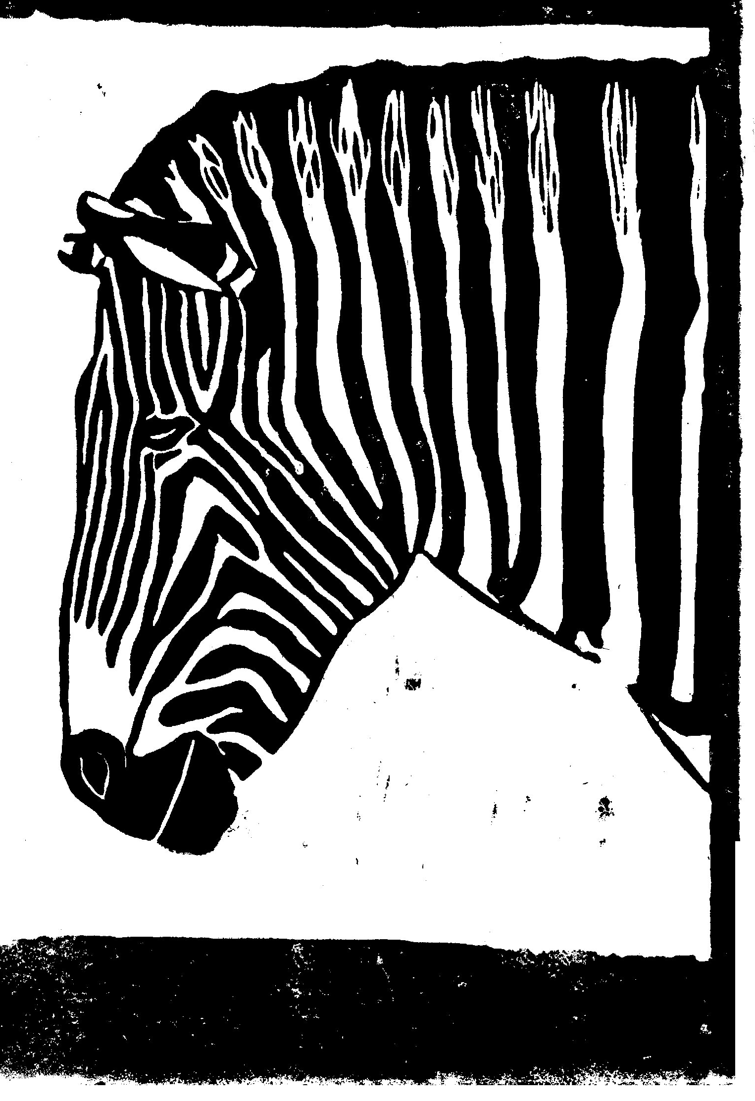Zebra Print black and white