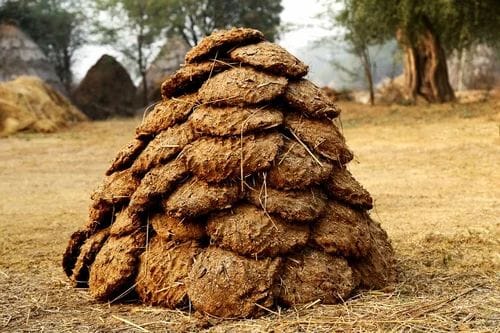 Big Cow Dung
