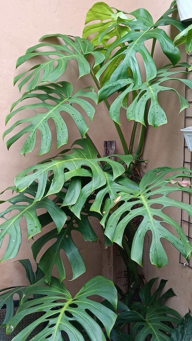 Tanaman Monstera Deliciousa