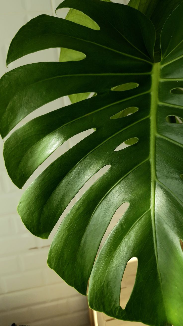 Tanaman Monstera Deliciousa