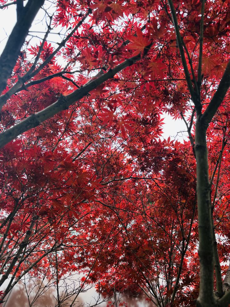 Pohon Maple Merah