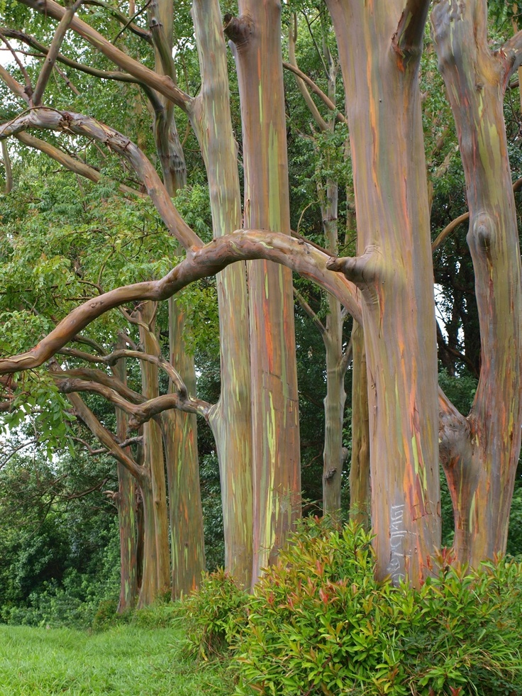 Pohon Eucalyptus Pelangi
