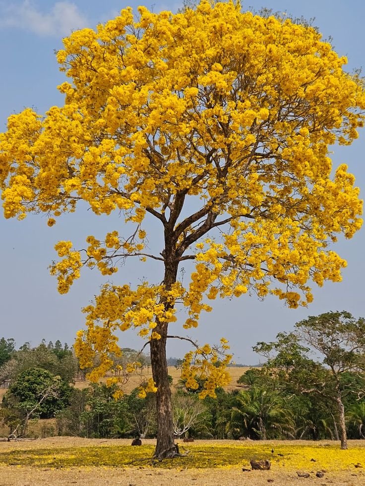 Pohon Tabebuya Kuning