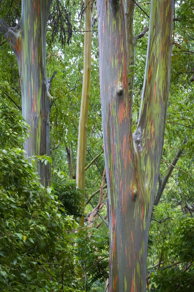 Pohon Eucalyptus Pelangi