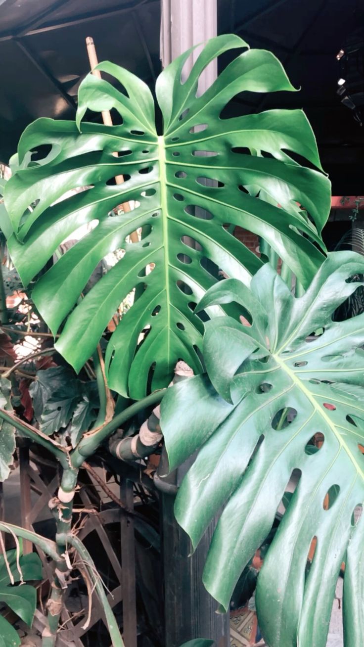 Tanaman Monstera Deliciousa