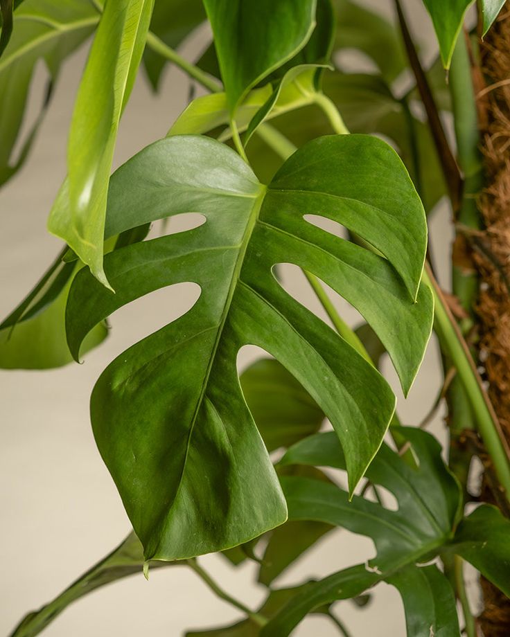 Tanaman Monstera Deliciousa