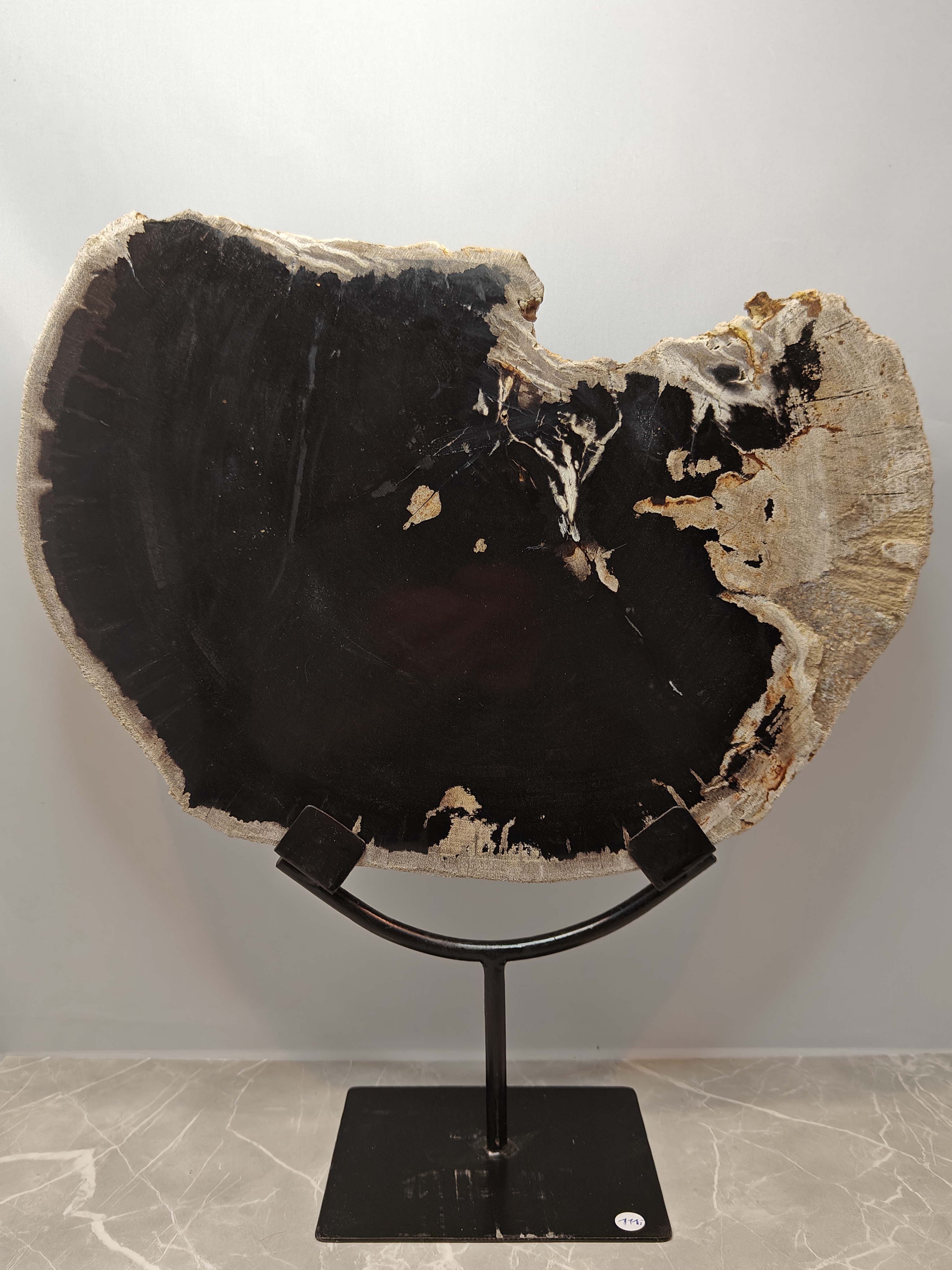 Versteend Palmwortel