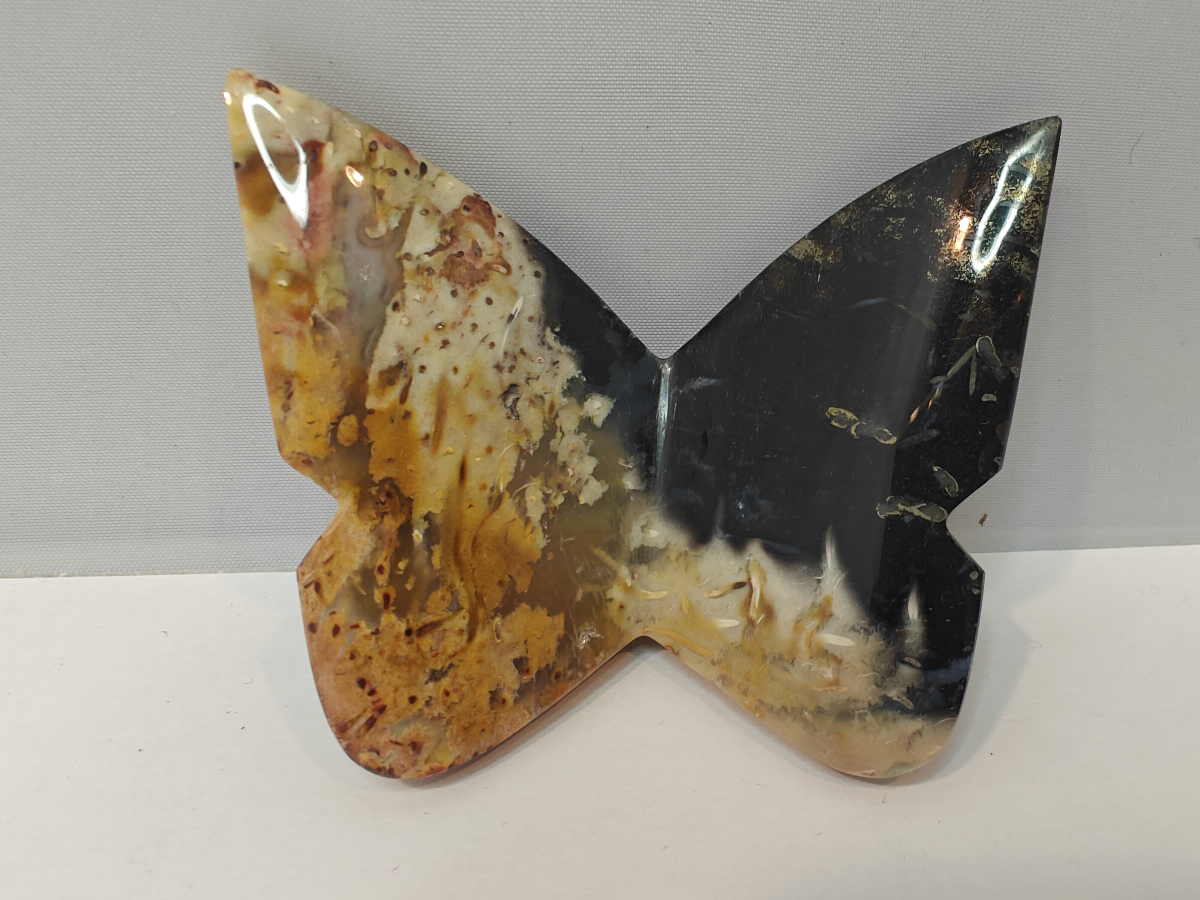 Versteend Palmwortel