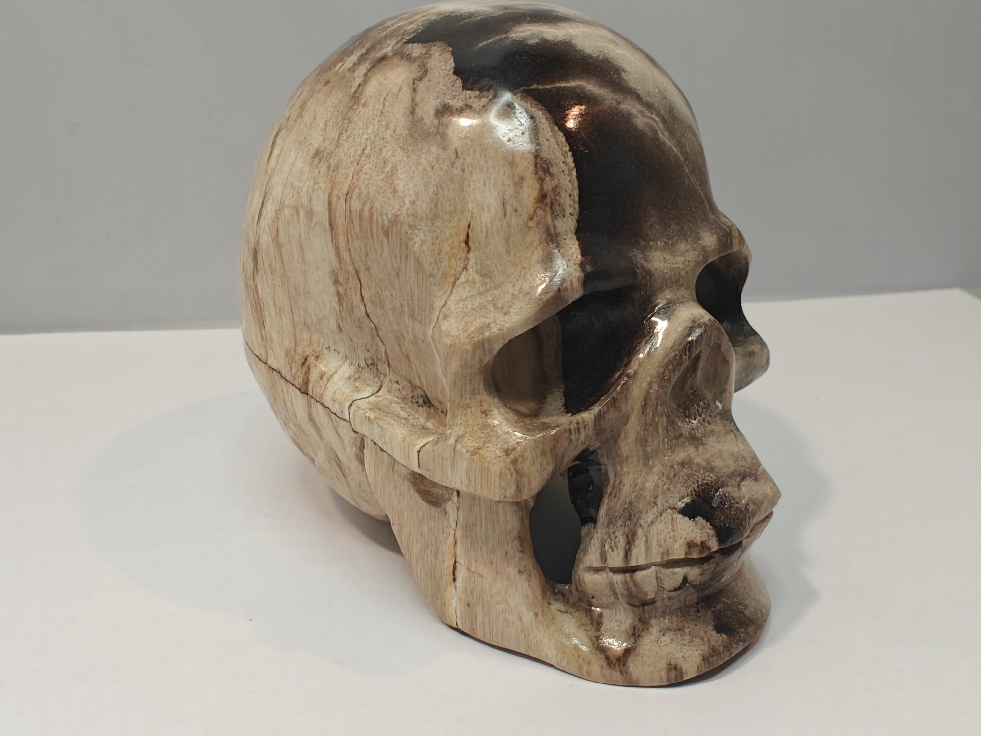 Versteend Palmwortel