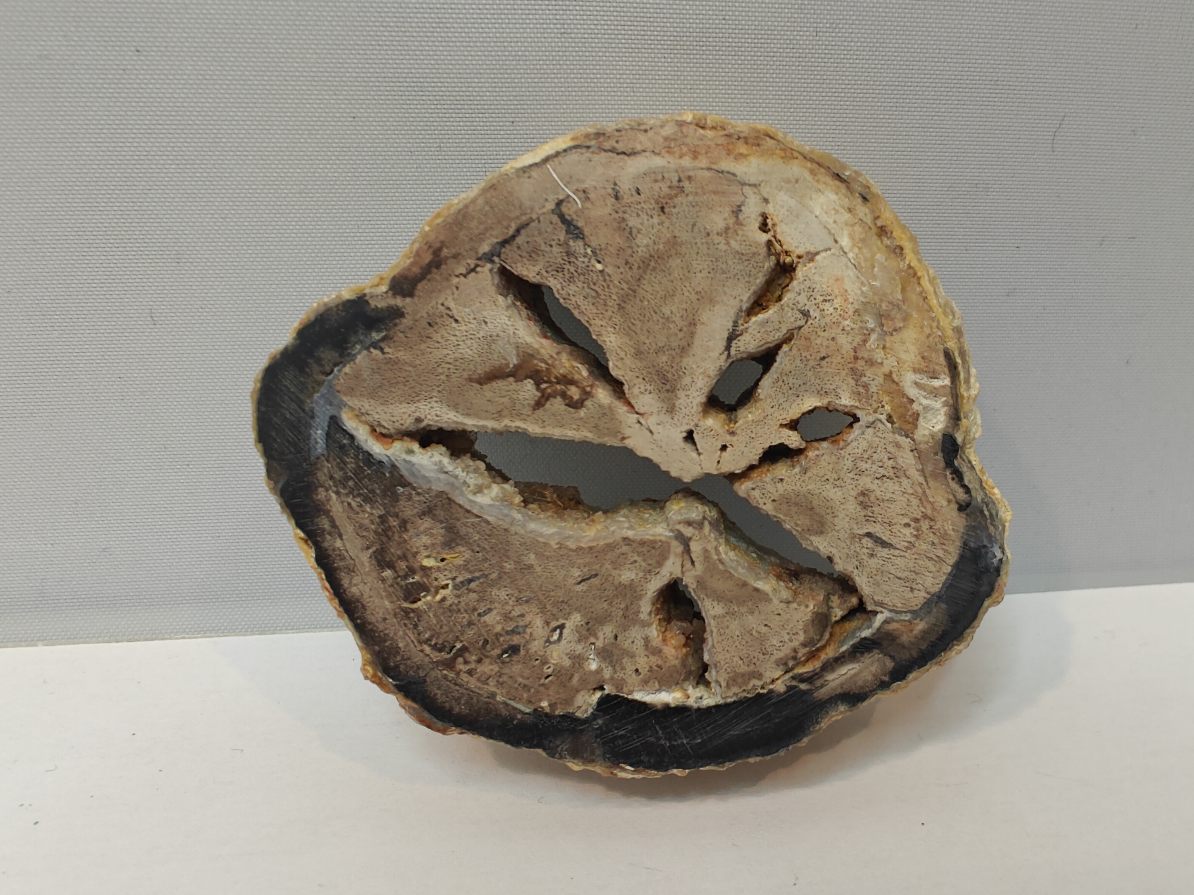 Versteend Palmwortel