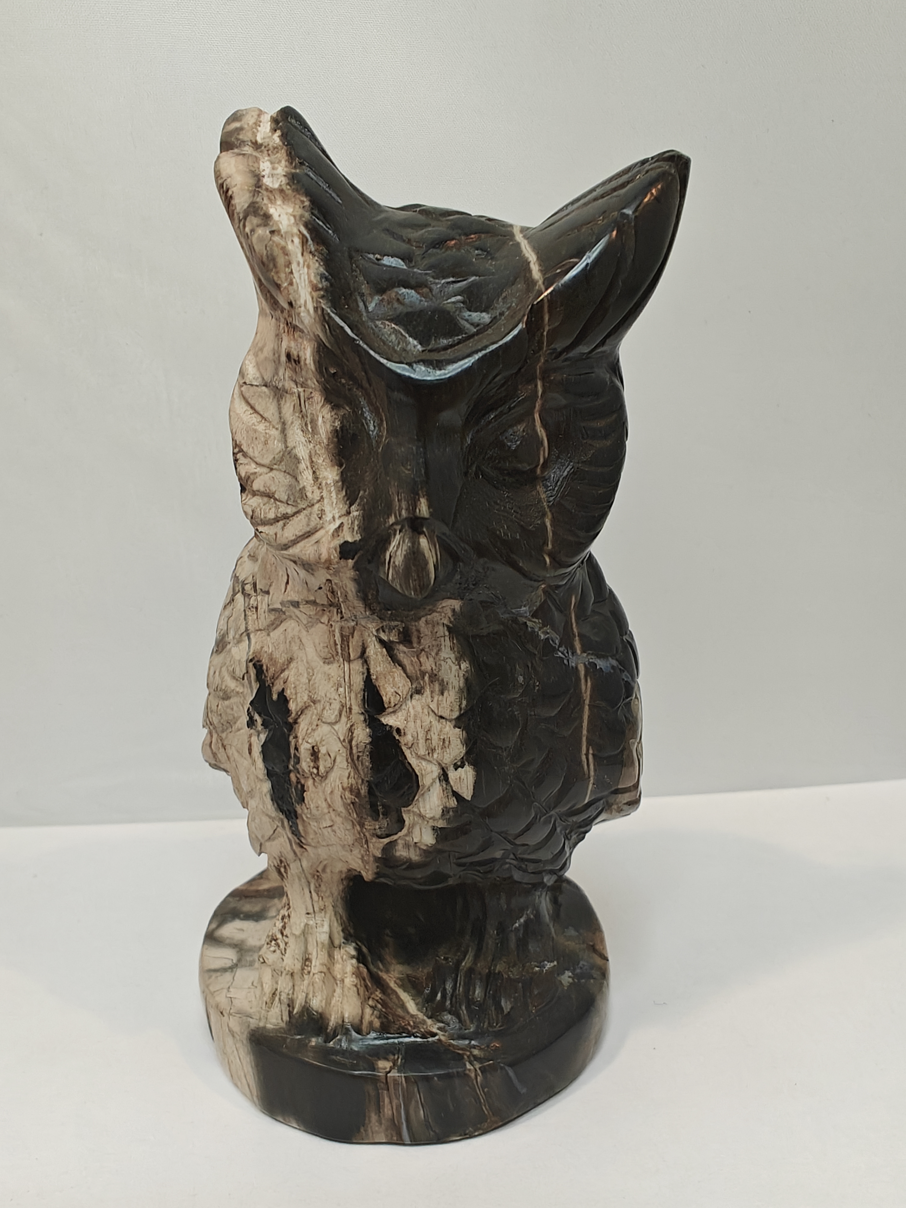 Versteend Palmwortel