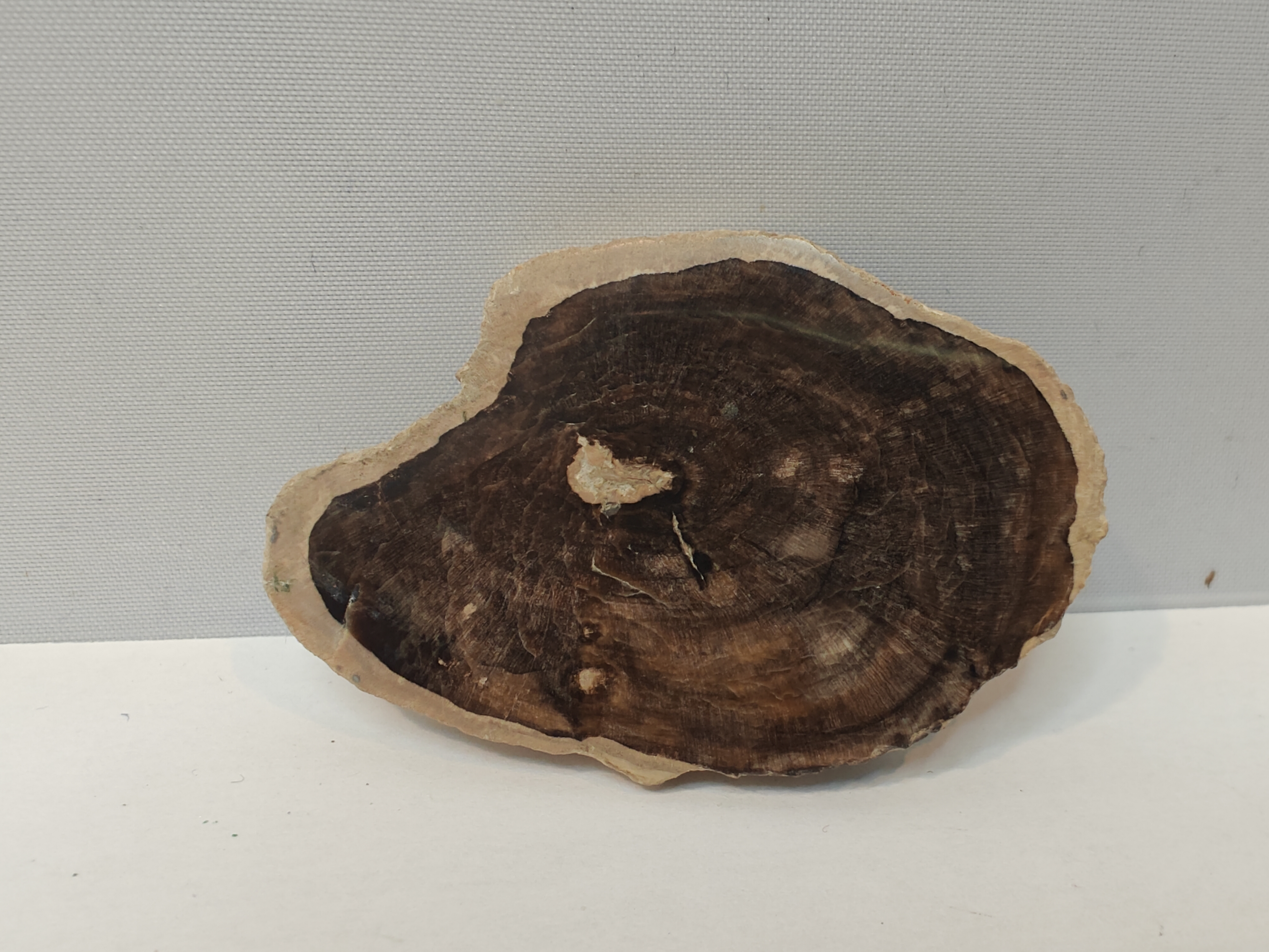 Versteend Palmwortel