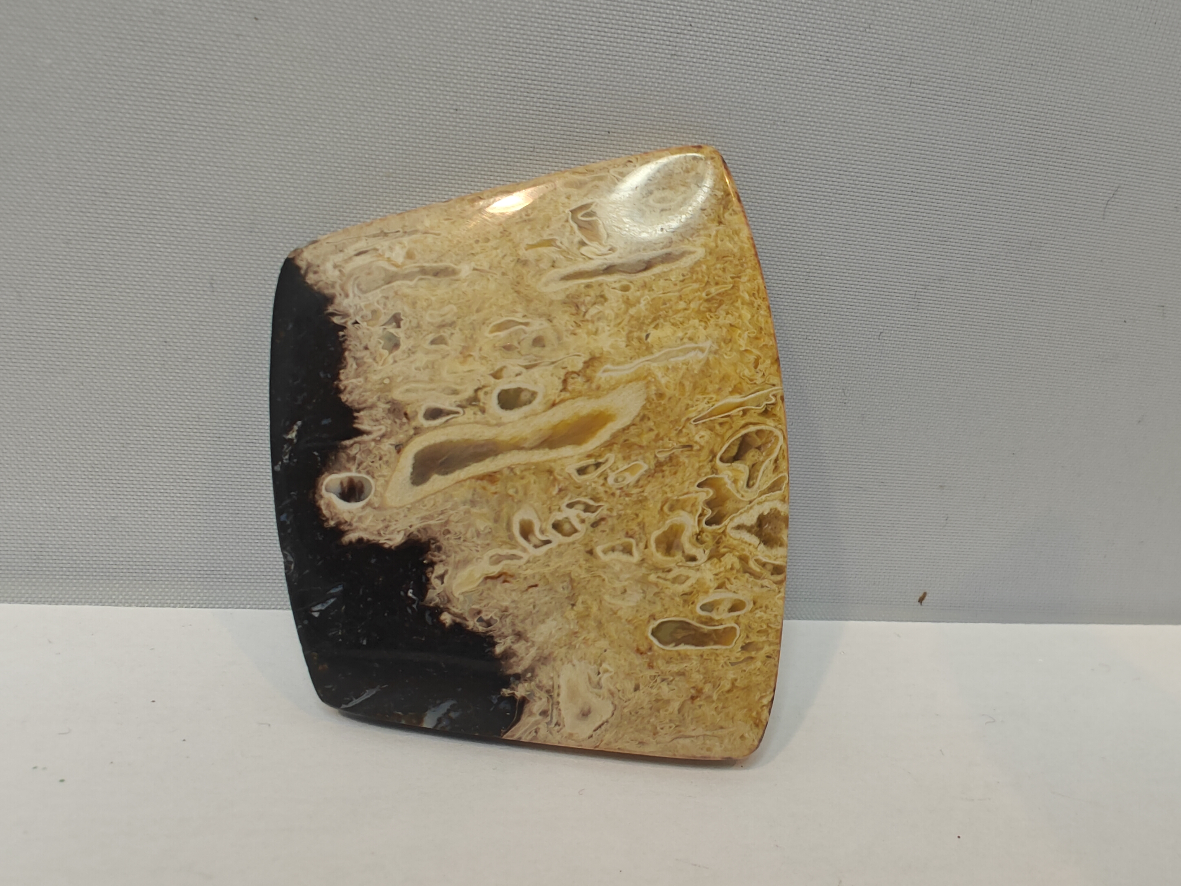 Versteend Palmwortel