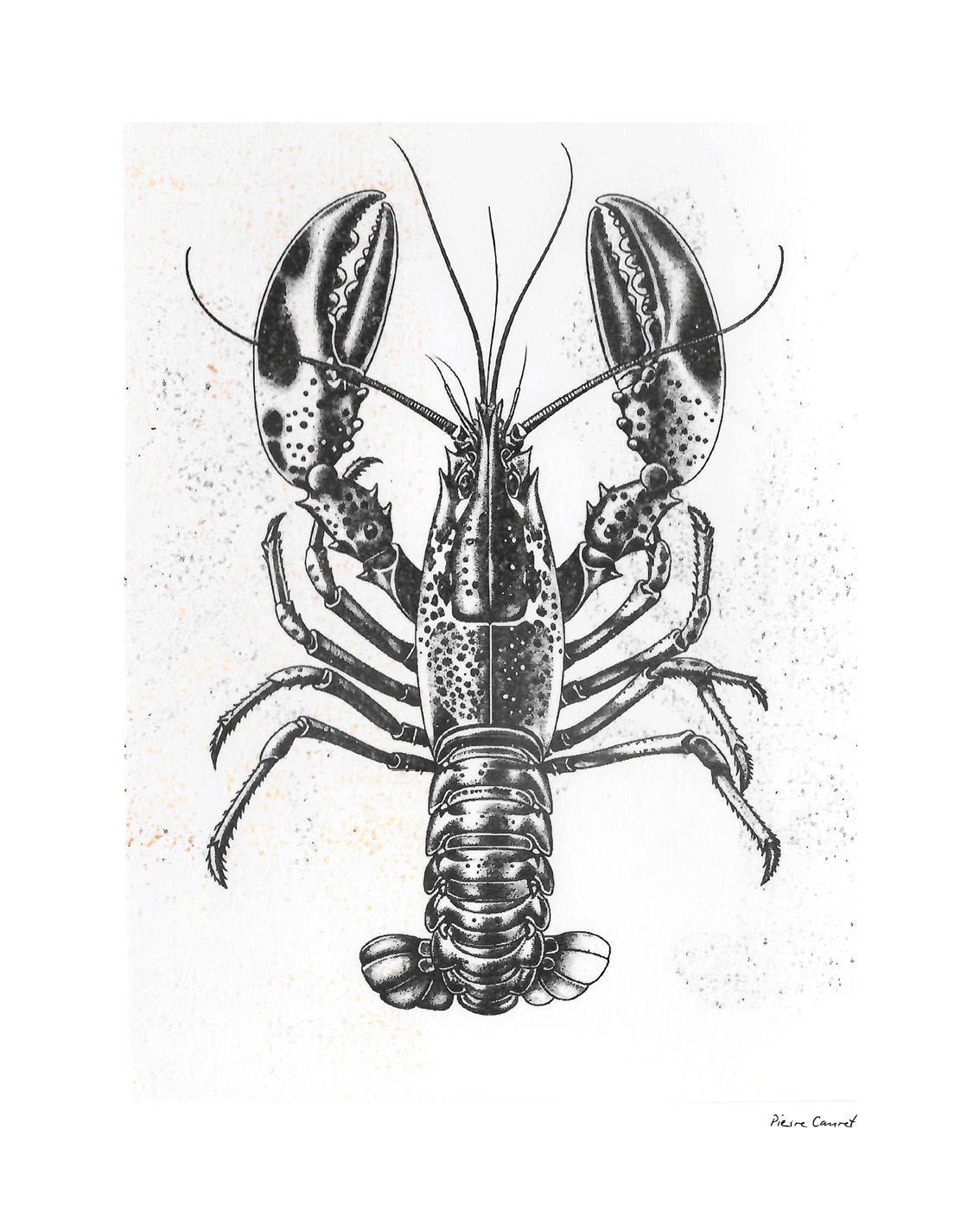 Homard Noir