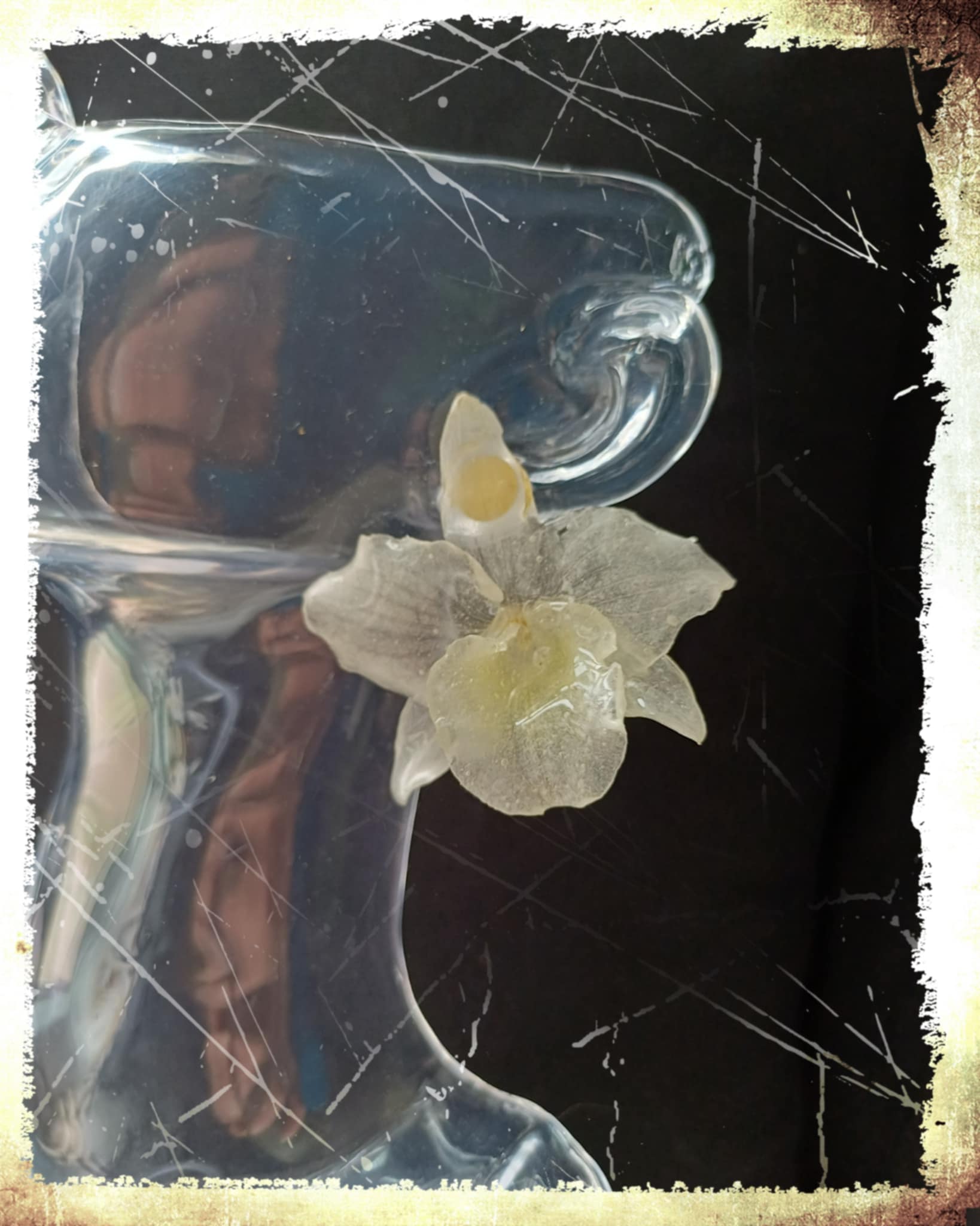 Puces d'oreilles orchidées Dendrobium blanches 