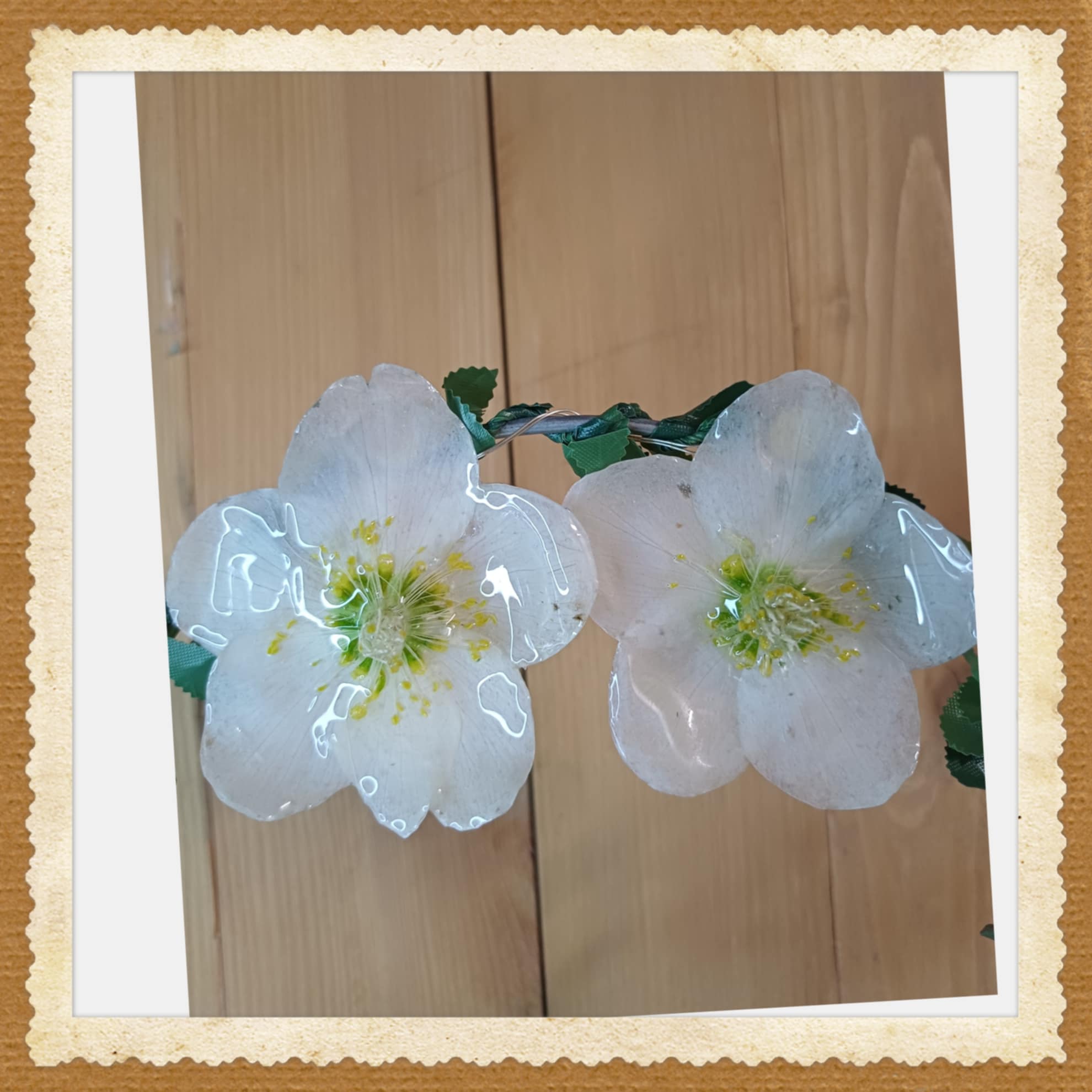 Puces d'oreilles Hellébores blanches