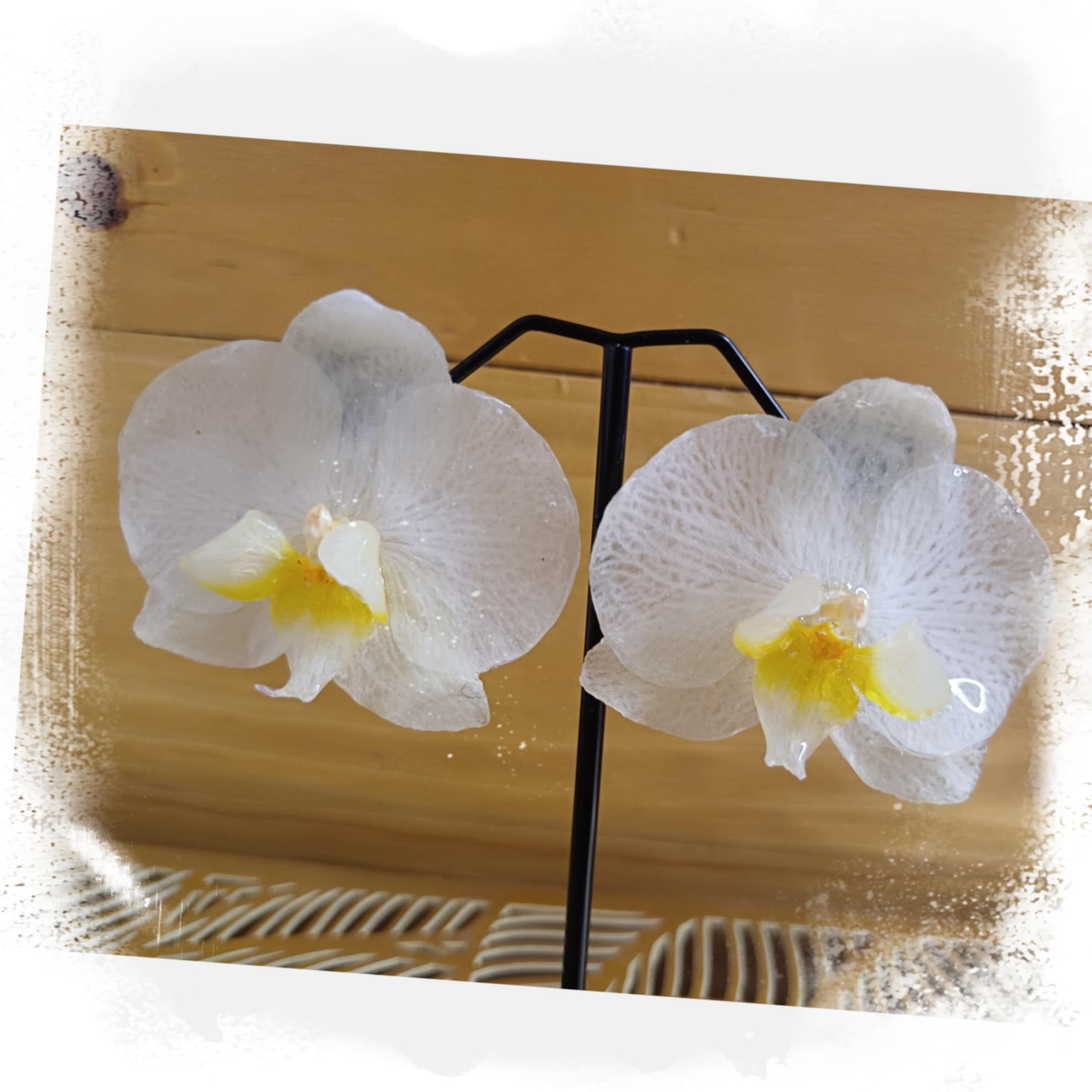 Puces orchidée blanche