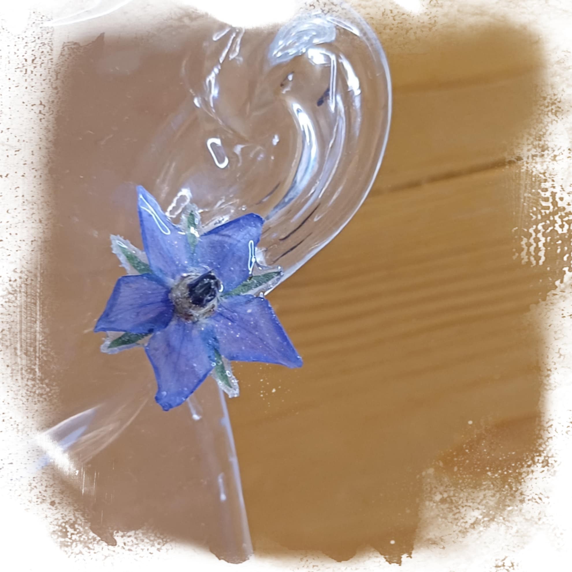 Puces d'oreilles Bourrache