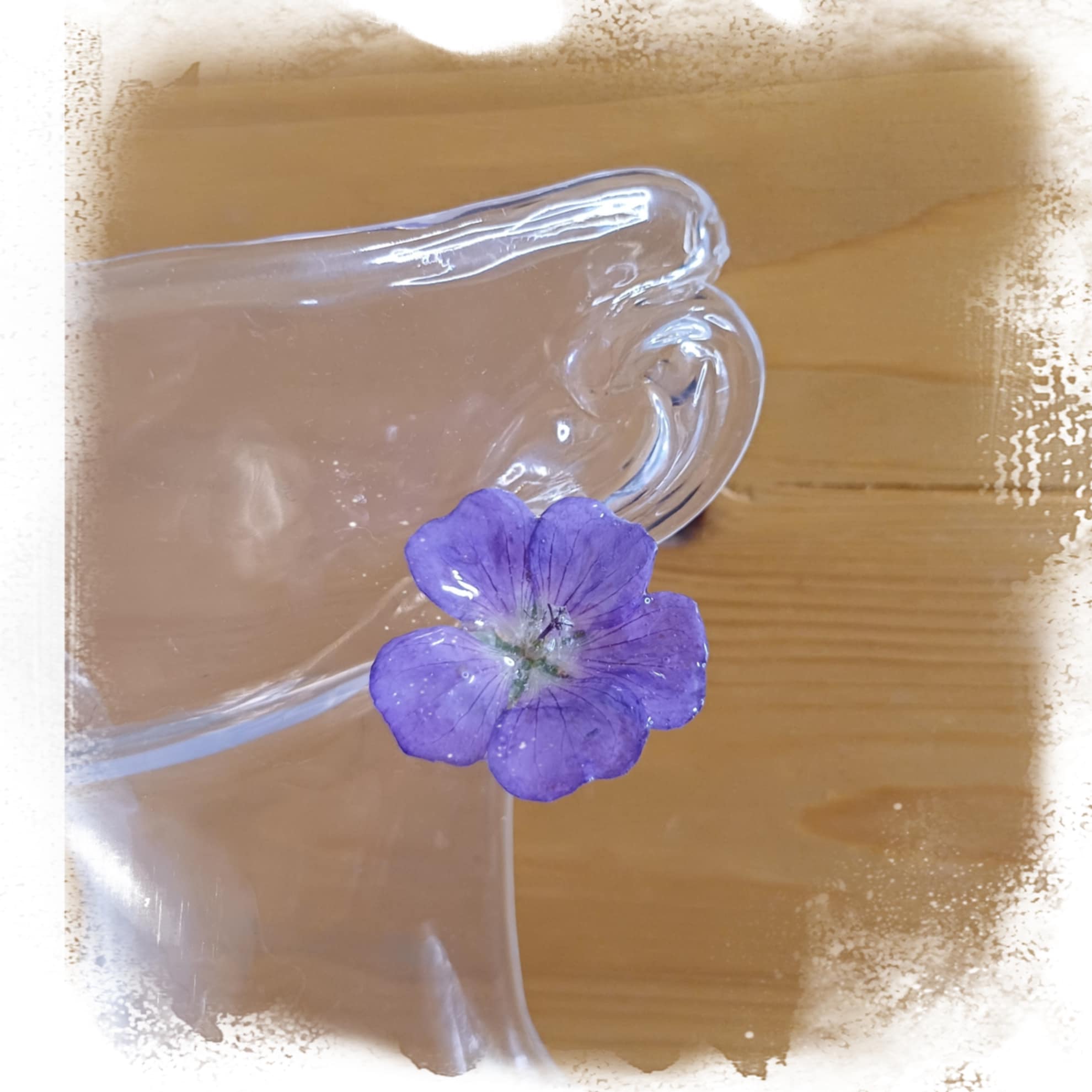 Puces d'oreilles Géranium vivace