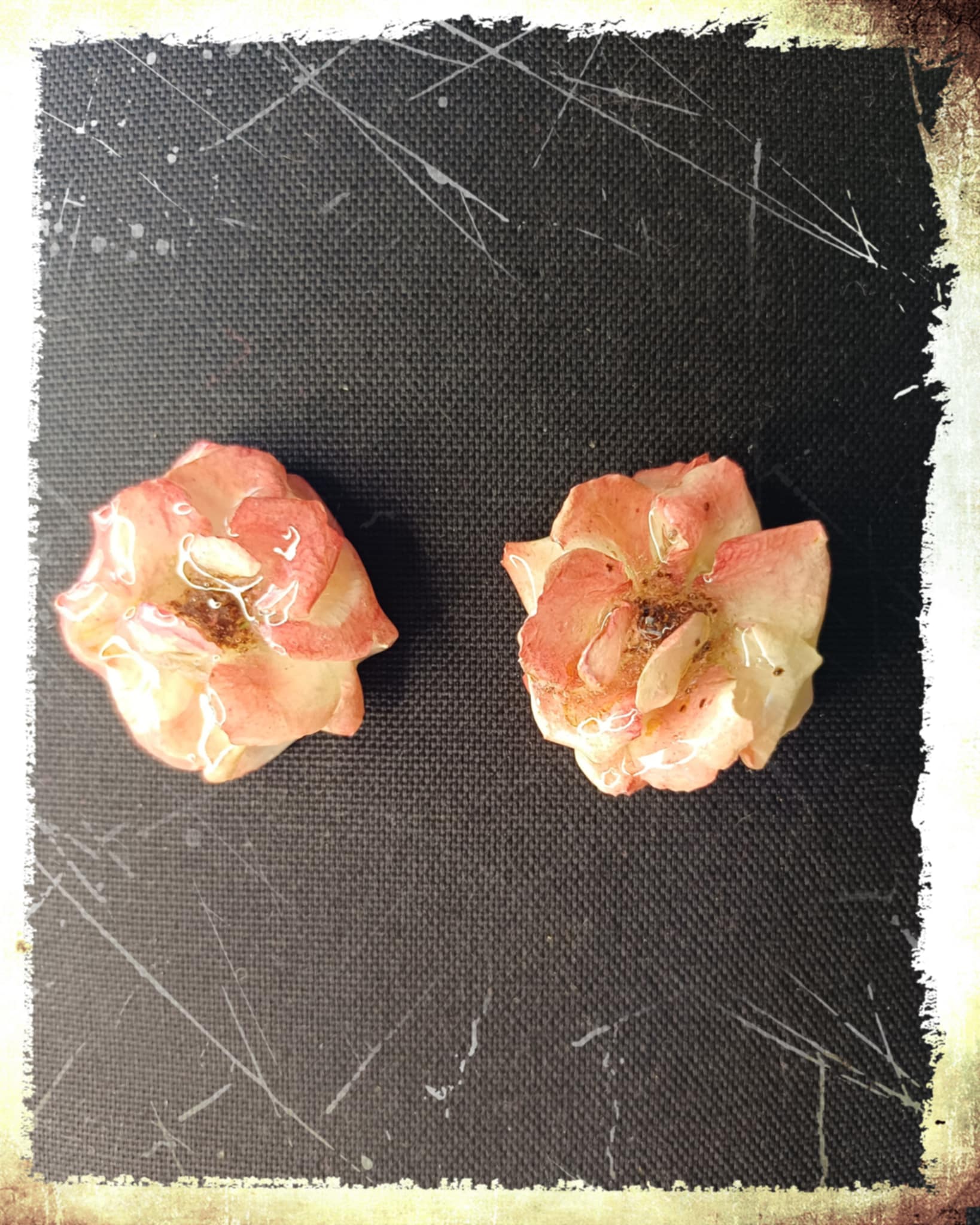 Puces d'oreilles Rose blanche et rose