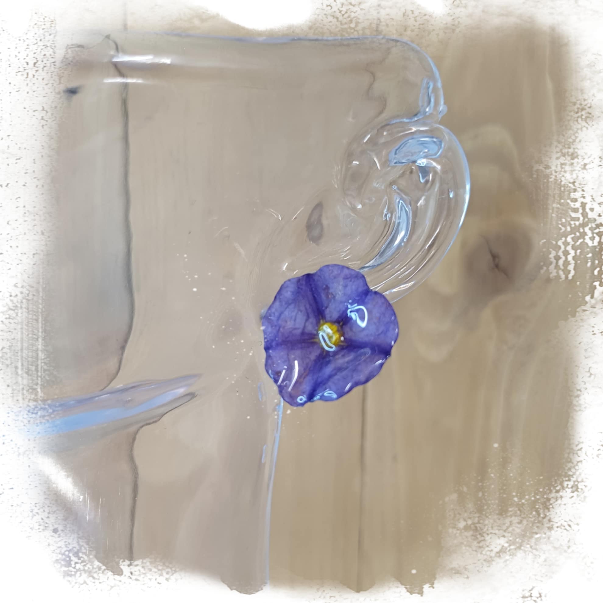 Puces d'oreilles Liseron de Mauritanie