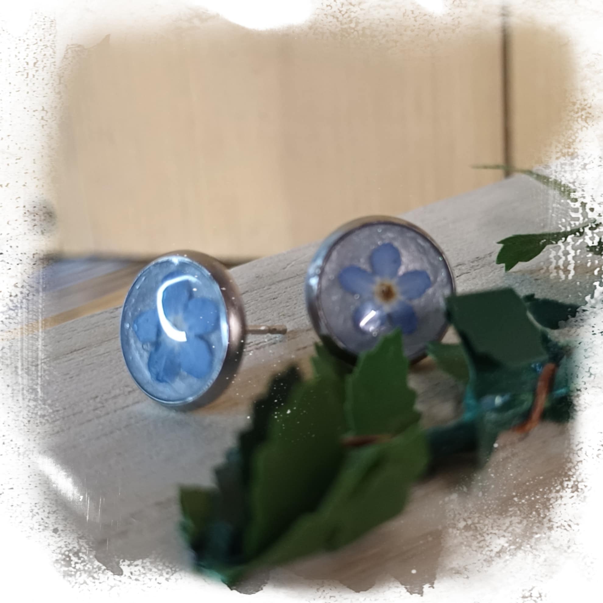 Puces d'oreilles Myosotis