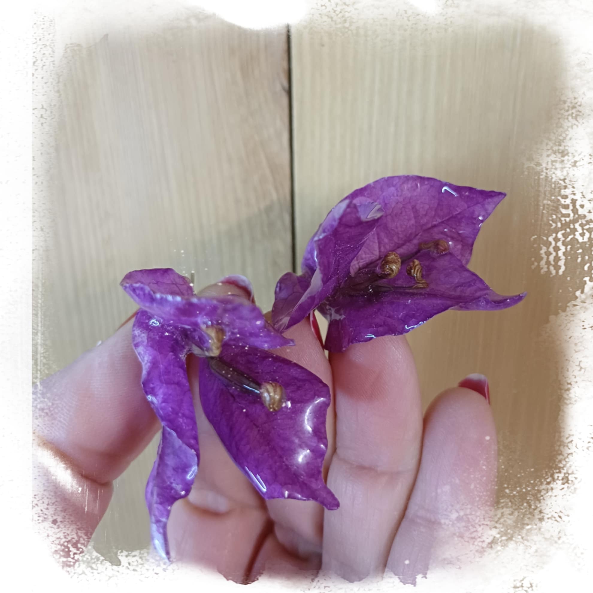 Boucles Bougainvillier