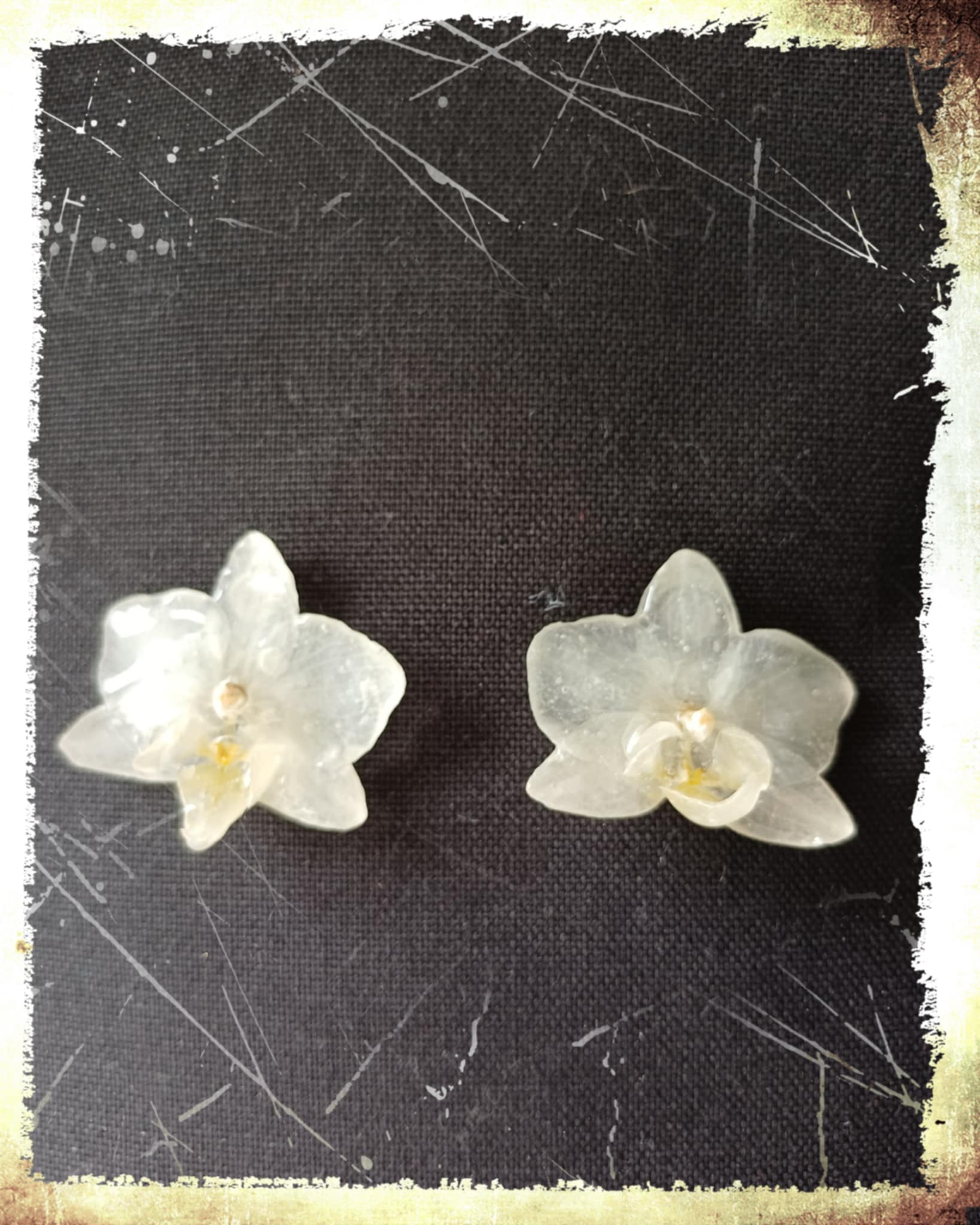 Puces d'oreilles Orchidées blanches