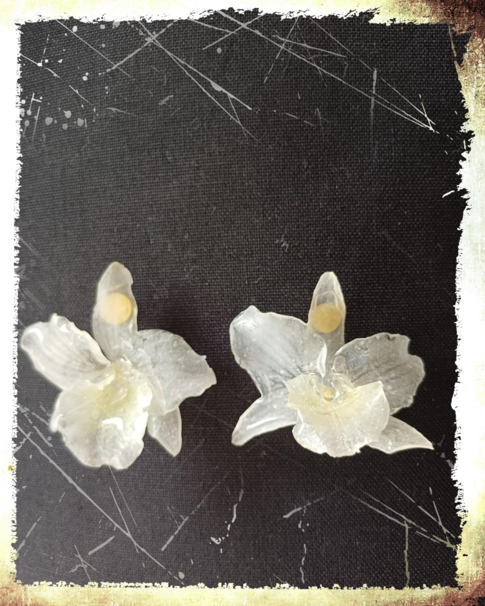 Puces d'oreilles orchidées Dendrobium blanches 