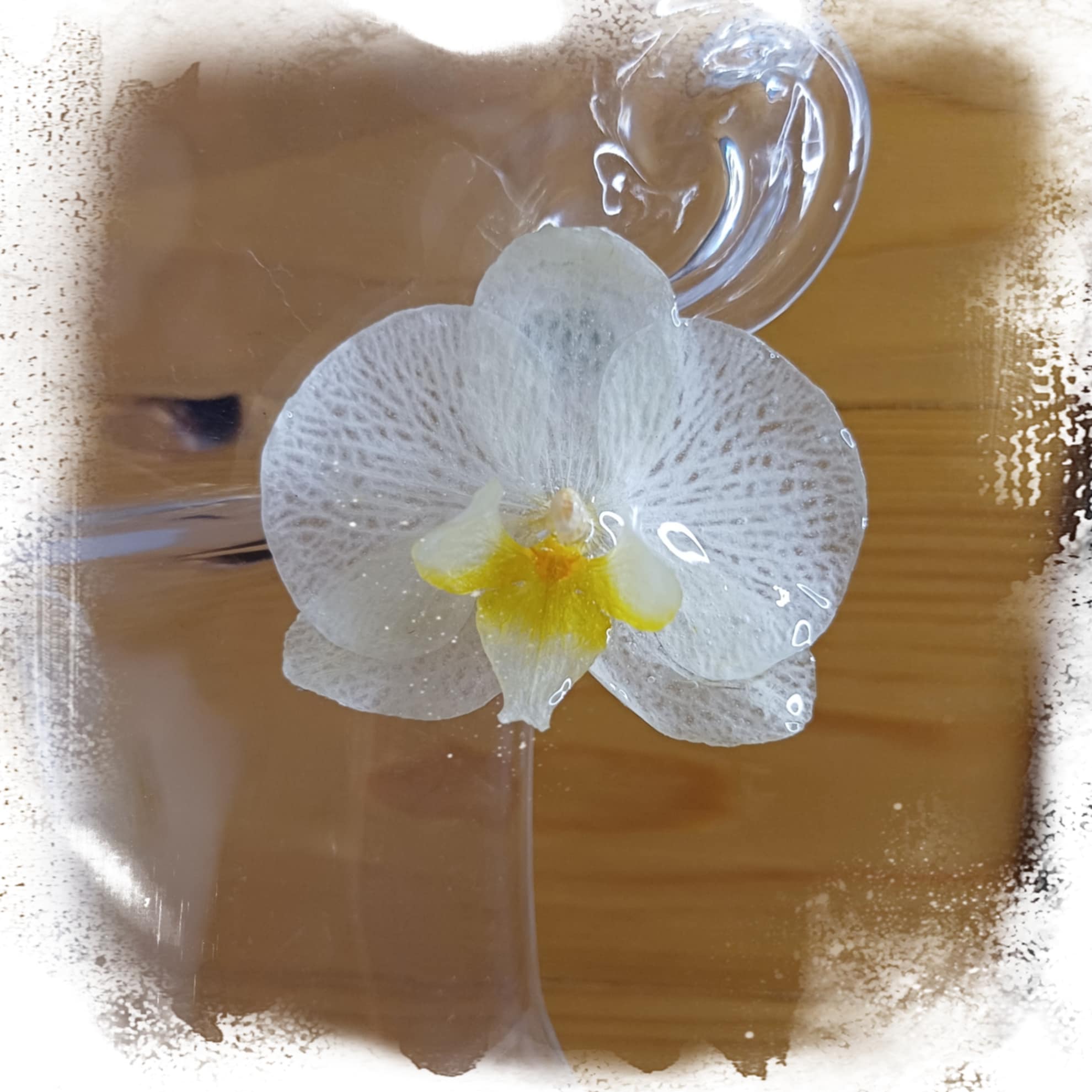 Puces orchidée blanche