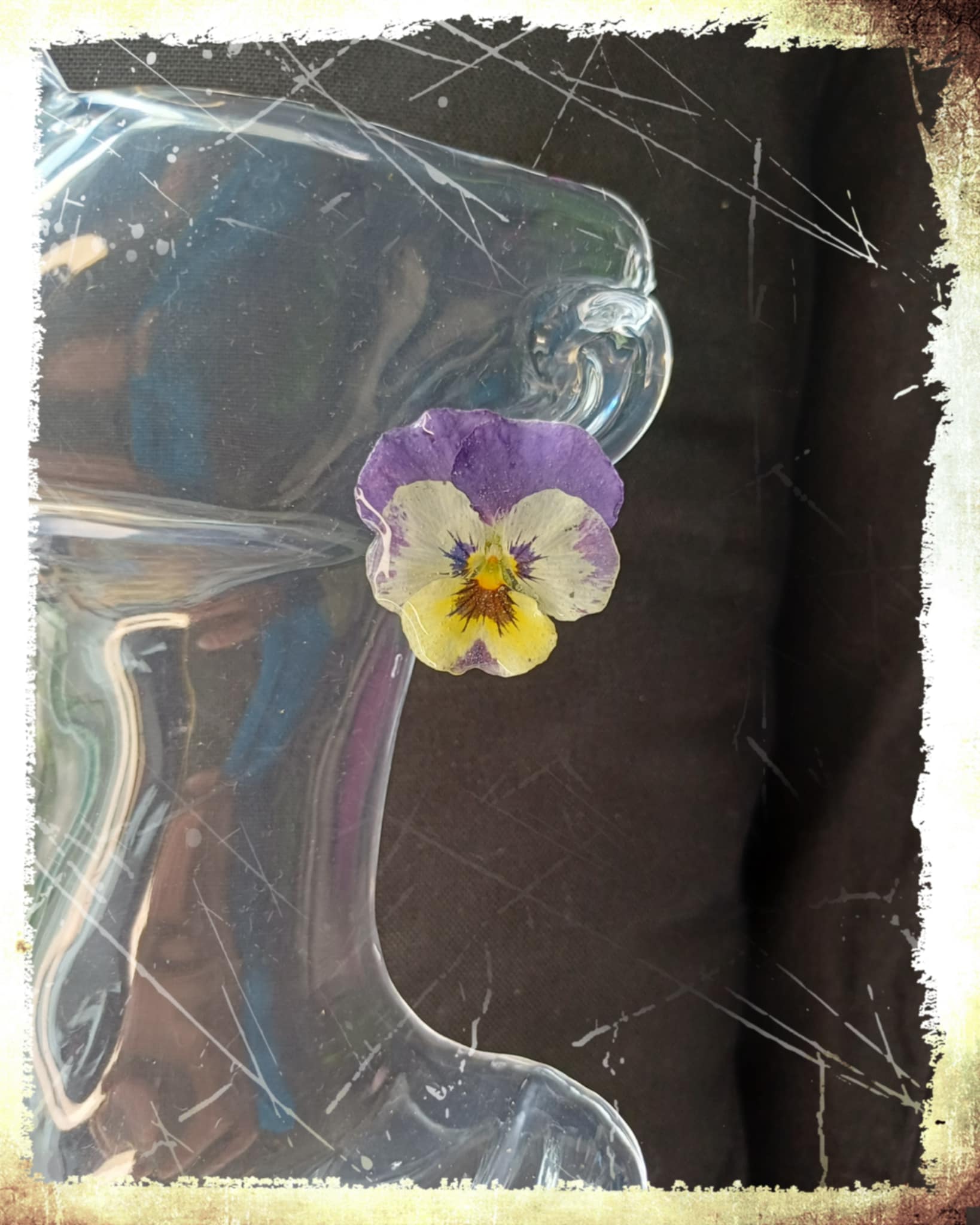 Puces d'oreilles Pensées