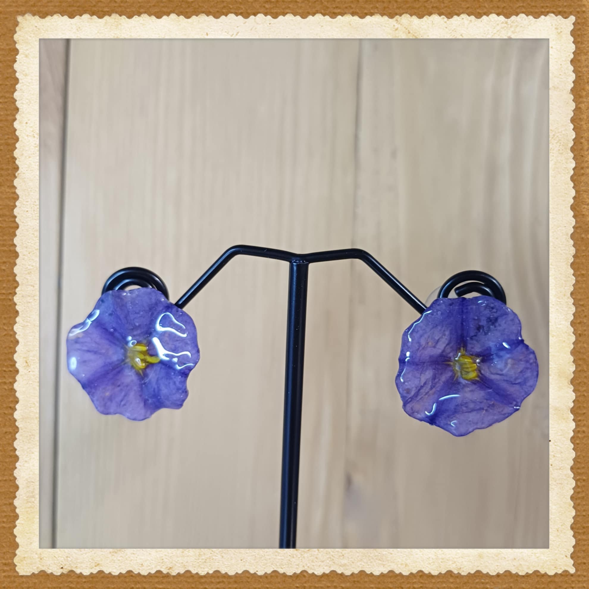 Puces d'oreilles Liseron de Mauritanie