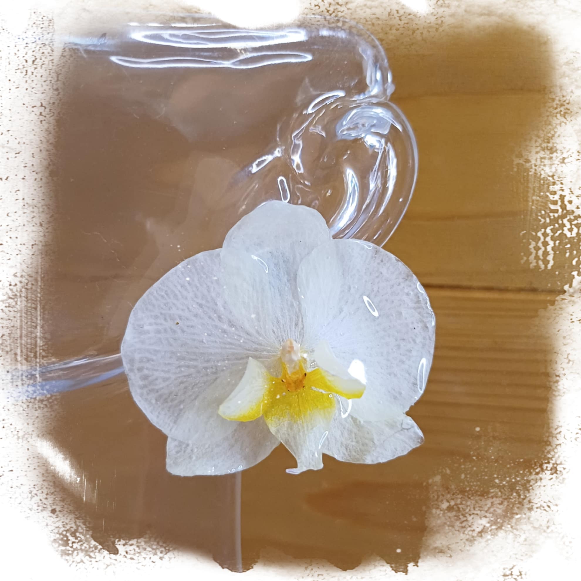 Puces orchidée blanche