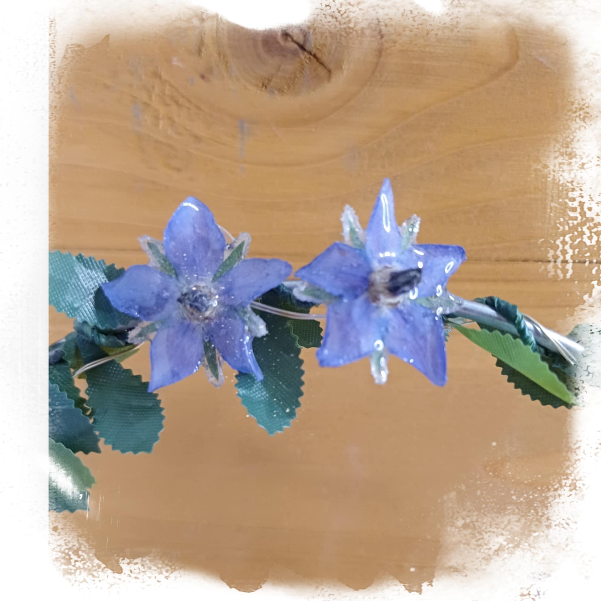 Puces d'oreilles Bourrache