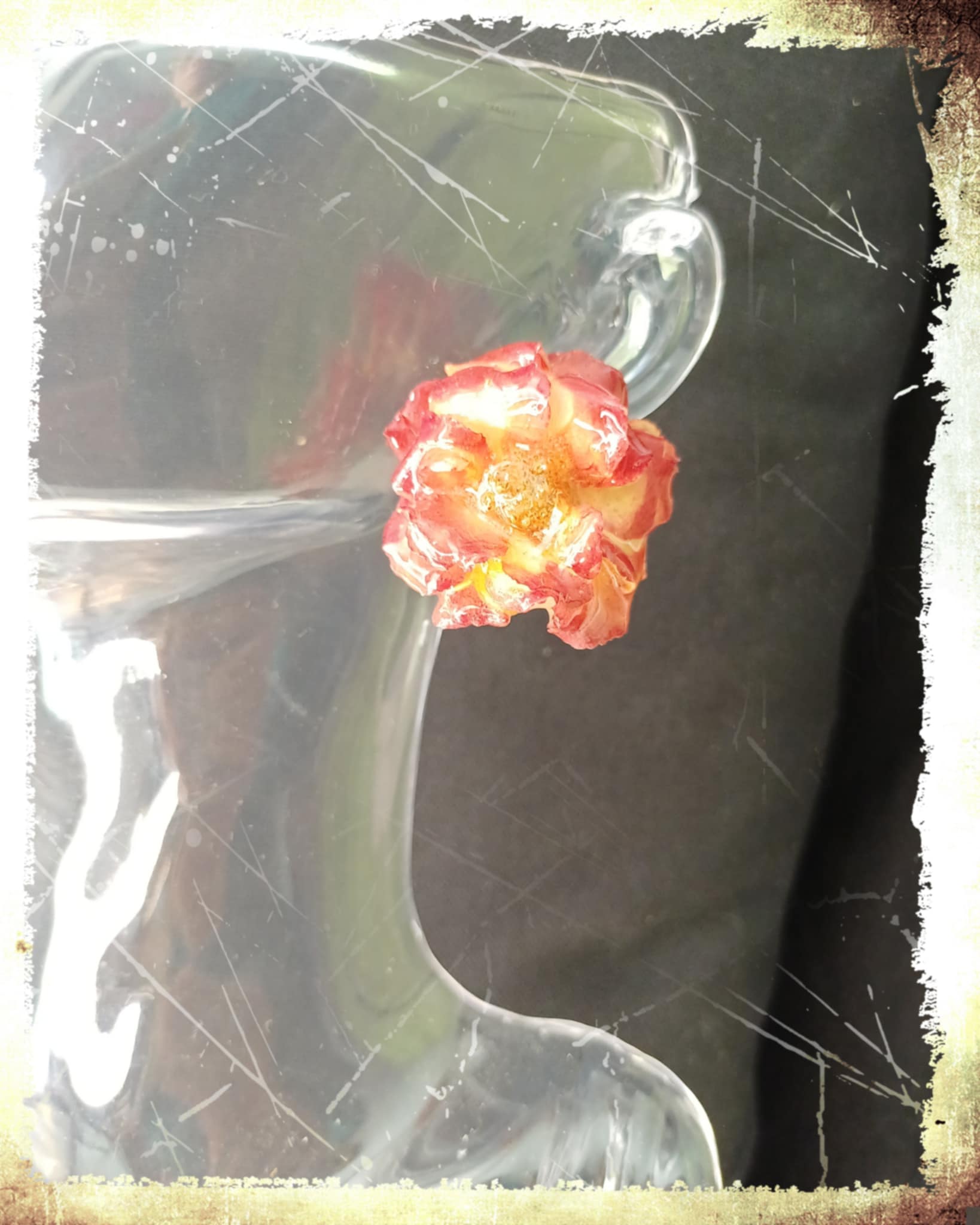 Puces d'oreilles Rose rouge et jaune