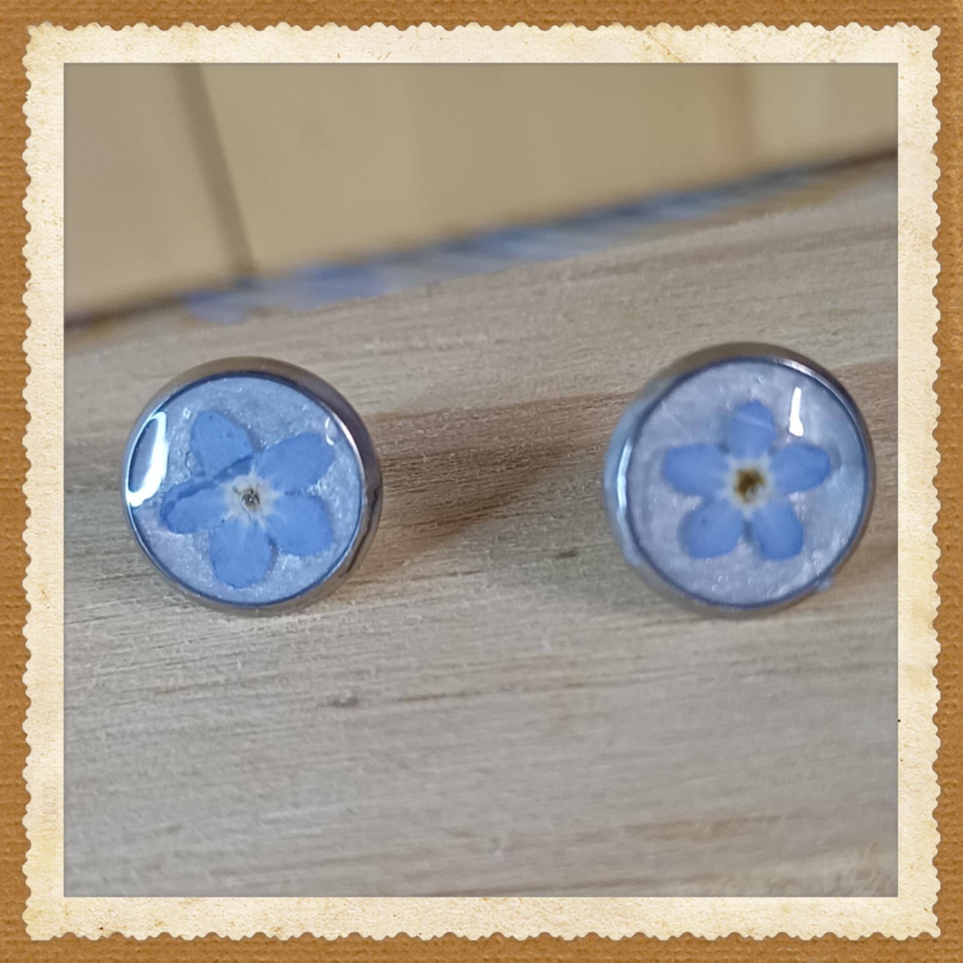 Puces d'oreilles Myosotis