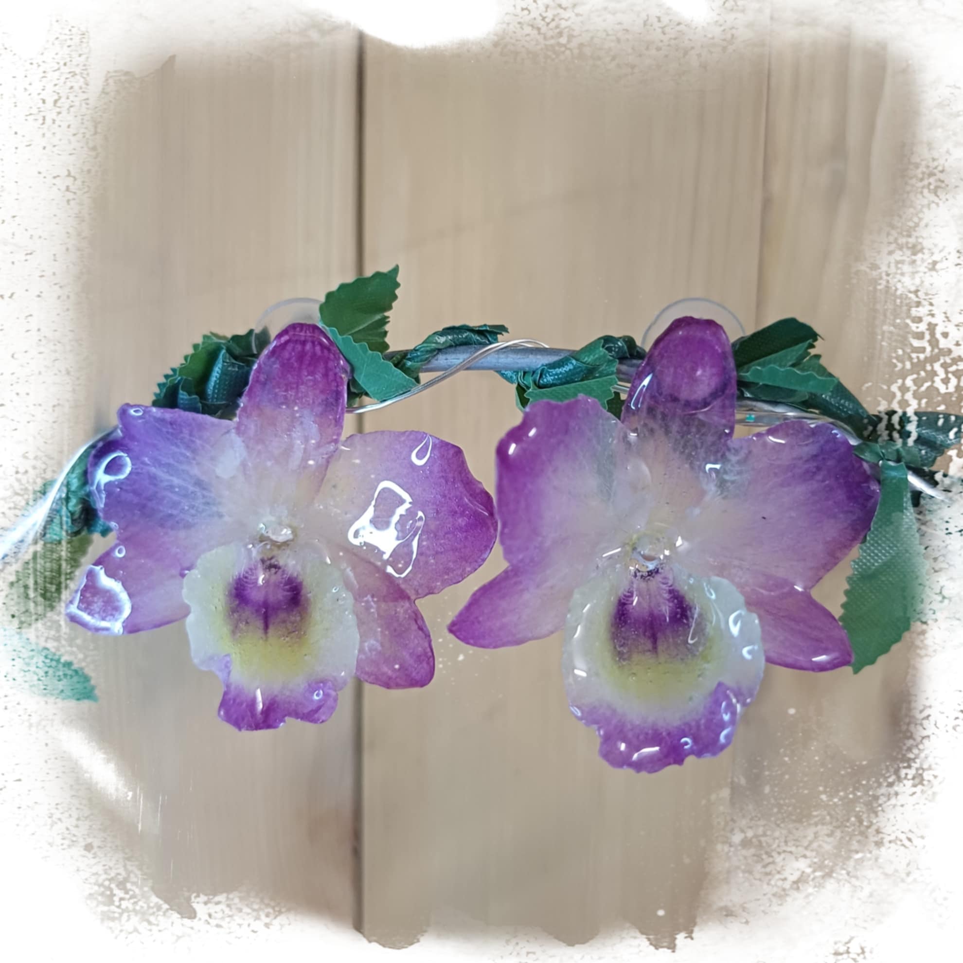 Puces d'oreilles Dendrobium