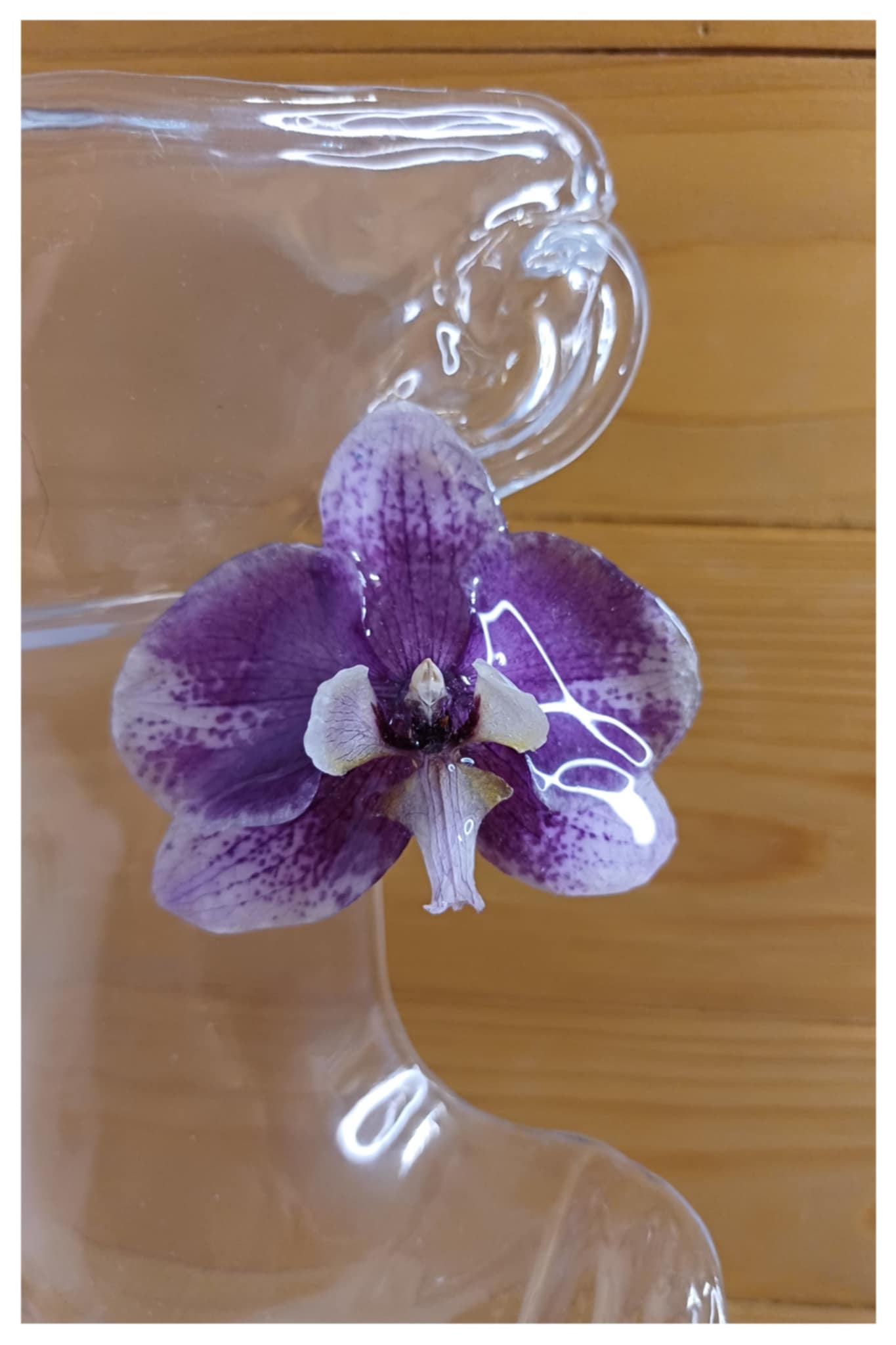 Puces d'oreilles orchidées 