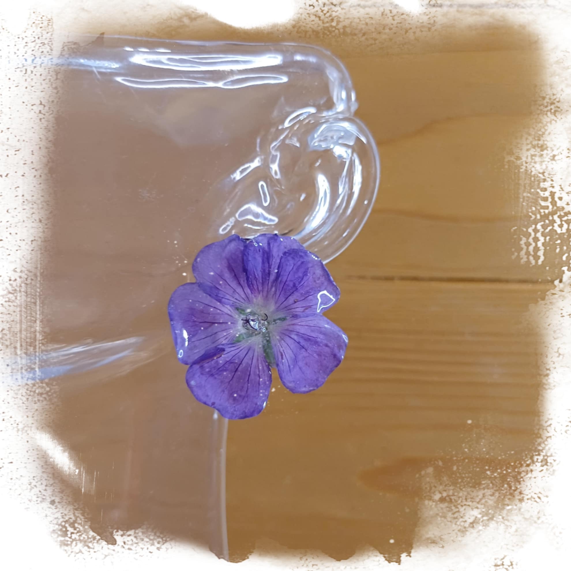 Puces d'oreilles Géranium vivace