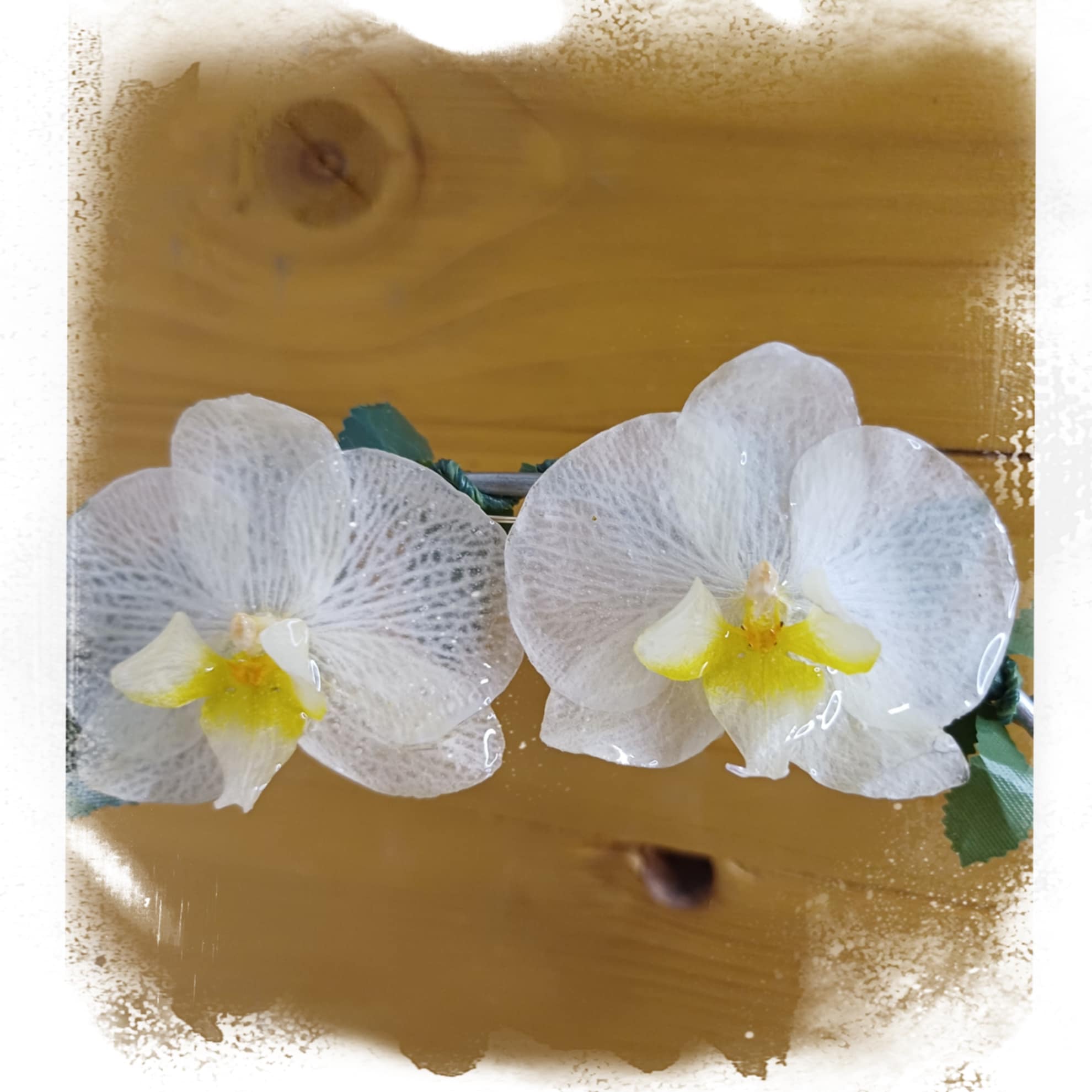 Puces orchidée blanche